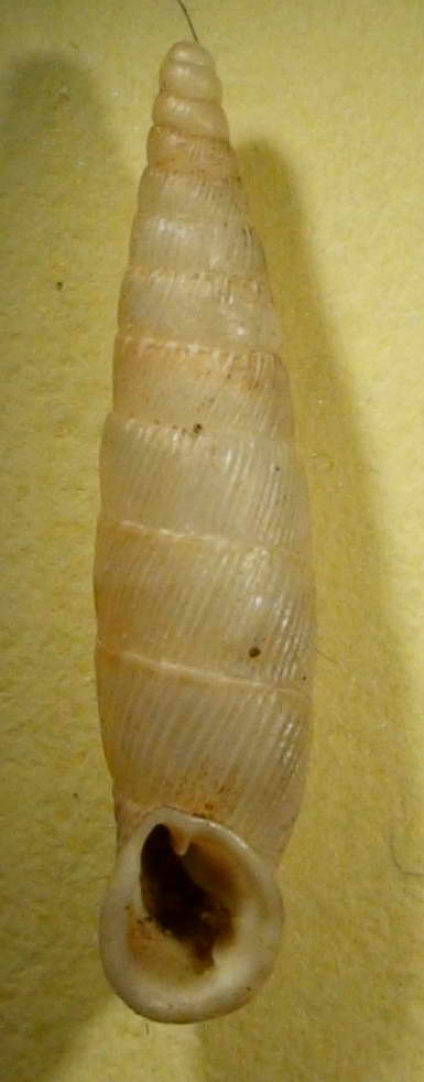 Papillifera cf. papillaris